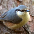 Nuthatch